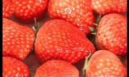 草莓国产视频,探寻本土草莓种植的魅力与风采